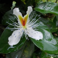 Capparis brevispina DC.